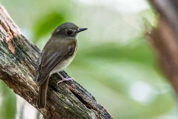 Багатоступінчаста Jungle Flycatcher Rhinomyias Olivacea — стокове фото