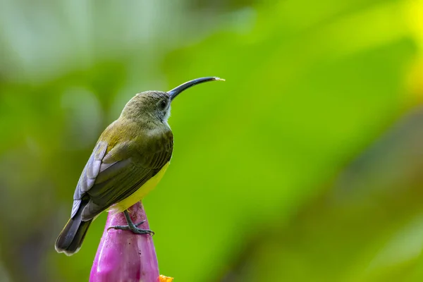 Naturaufnahmen Von Kleiner Vogel Auf Bananenblüte Kleiner Spinnenjäger Arachnothera Longirostra — Stockfoto