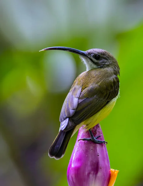 Natureza Vida Selvagem Filmagem Passarinho Bananeira Flower Little Spiderhunter Arachnothera — Fotografia de Stock