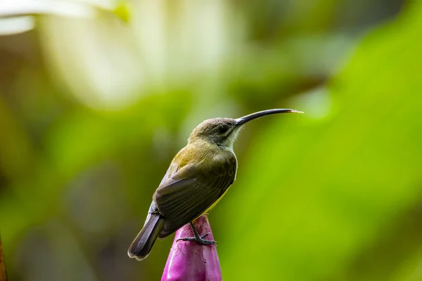 Nature Faune Images Petit Oiseau Sur Fleur Banane Petit Chasseur — Photo