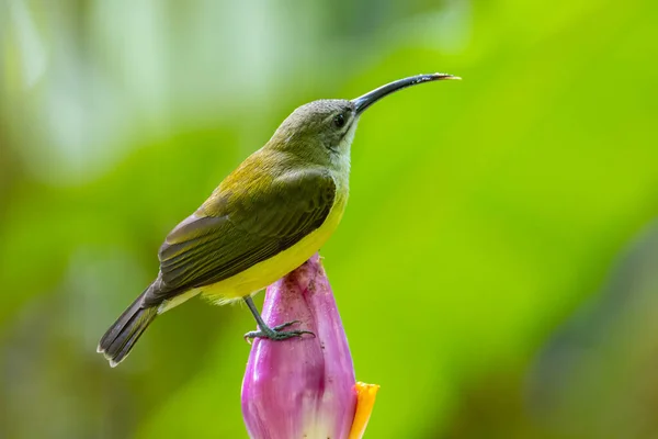 Natureza Vida Selvagem Filmagem Passarinho Bananeira Flower Little Spiderhunter Arachnothera — Fotografia de Stock