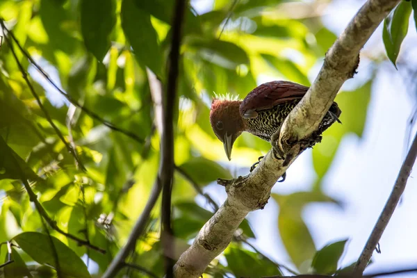 Natura Faunei Sălbatice Imagine Pasăre Ciocănitoare — Fotografie, imagine de stoc