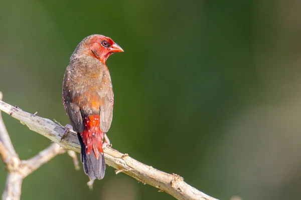 Avadavat Rouge Oiseaux Malaisie Asie Sud Est — Photo