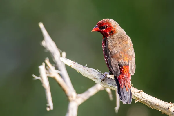 Red Avadavat Birds Malajziában Délkelet Ázsiában — Stock Fotó