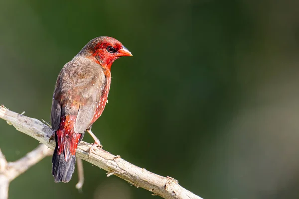 Czerwone Ptaki Avadavat Malezji Azji Południowo Wschodniej — Zdjęcie stockowe
