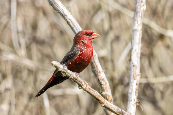 Red Avadavat Birds Malajziában Délkelet Ázsiában — Stock Fotó