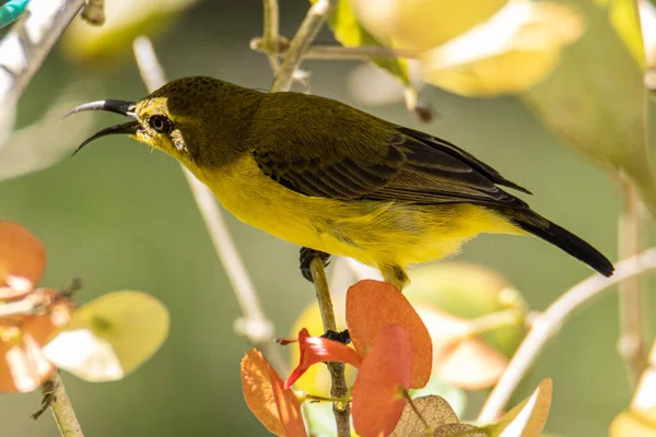 Natureza Imagem Vida Selvagem Olive Backed Sunbird Com Flor Vermelha — Fotografia de Stock