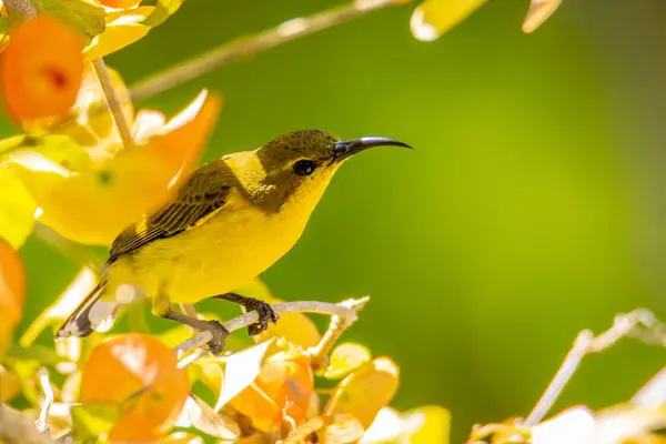 Természet Vadon Élő Kép Olívabogyó Hátú Sunbird Piros Virág Közelről — Stock Fotó