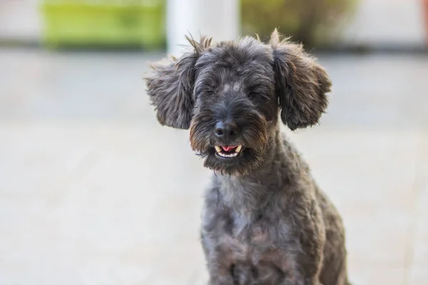 Portret Afbeelding Van Schattige Puppy Toy Poedel Zitten Groene Tuin — Stockfoto