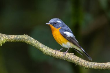 Sabah Borneo 'da bulunan dalda bir Göç Kuşu (Mugimaki Flycatcher)