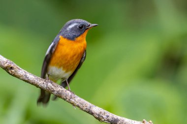 Sabah Borneo 'da bulunan dalda bir Göç Kuşu (Mugimaki Flycatcher)