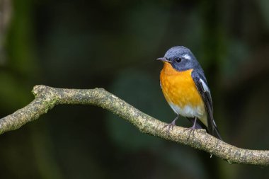 Sabah Borneo 'da bulunan dalda bir Göç Kuşu (Mugimaki Flycatcher)