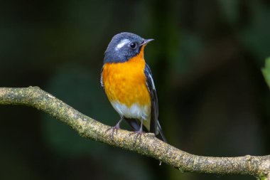 Sabah Borneo 'da bulunan dalda bir Göç Kuşu (Mugimaki Flycatcher)