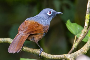 Sunda Gülen Ardıç kuşu (