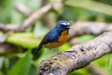Sabah Borneo 'da bulunan dalda bir Göç Kuşu (Mugimaki Flycatcher)