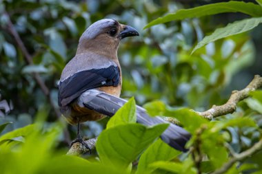Borneo Adası 'na özgü Bornean Treepie (Dendrocitta Cinerascen) adlı güzel büyük bir kuş.
