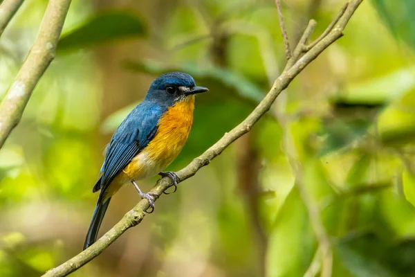 Beautiful bird of Mangrove Blue Flycatcher (Cyornis rufigastra) in Natural tropical Mangrove forest