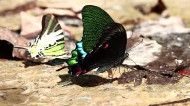 Vahşi yaşam, orman kelebeğinin yer altındaki içme suyu üzerindeki güzel kelebeğinin görüntüleri.