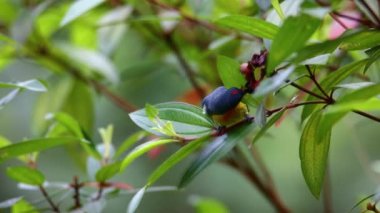 Borneo 'ya özgü 4k Doğa Görüntüsü (Prionochilus xanthopygius)
