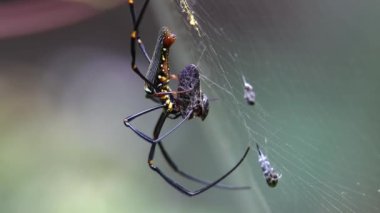 4K Doğa Görüntüsü, örümceğin ağına yakalanmış bir böceği sardığı görüntüler..