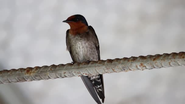 Nature Faune Oiseau Debout Sur Tige Métallique — Video