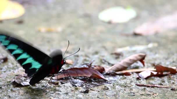 Felvétel Gyönyörű Pillangó Rajah Brooke Pillangó — Stock videók