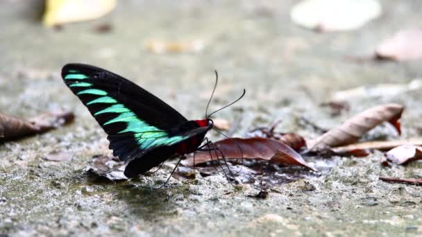 Imágenes Hermosa Mariposa Rajah Brooke Mariposa — Vídeos de Stock