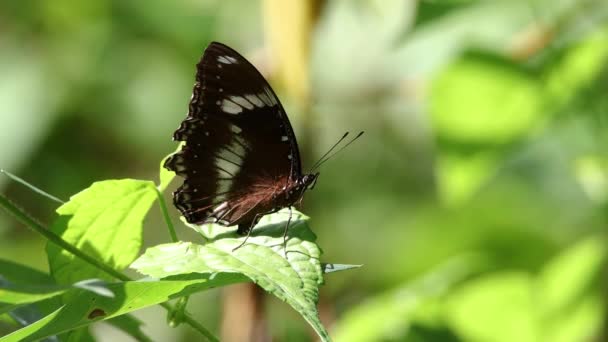 Съемка Красивой Бабочки Стоящей Зеленых Листьях Джунглях Тропических Лесов — стоковое видео