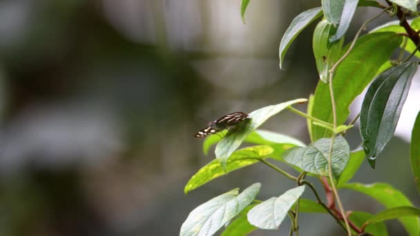 Filmagem Bela Borboleta Folhas Verdes Selva Floresta Tropical — Vídeo de Stock