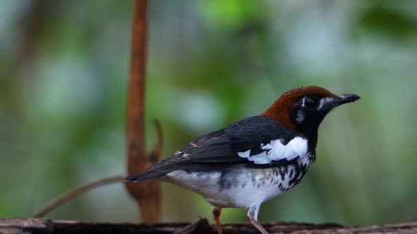 Wildlife Footage Bird Chestnut Capped Thrush Perched Tree Blur Green — Stock Video