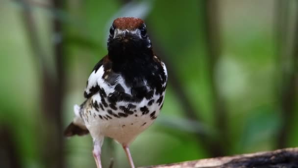 4K野生動物映像の鳥の胸帽緑の背景がぼやけた木に包まれたスラッシュ — ストック動画