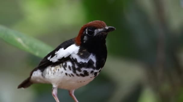 Imágenes Vida Silvestre Pájaro Zorzal Con Capucha Castaño Posado Árbol — Vídeos de Stock