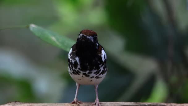 Άγρια Ζωή Πλάνα Του Πουλιού Chestnut Capped Thrush Σκαρφαλωμένο Ένα — Αρχείο Βίντεο