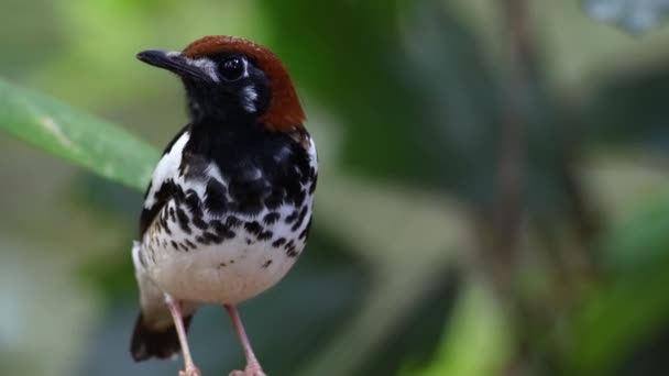 Tieraufnahmen Des Vogels Kastanien Drossel Einem Baum Mit Verschwommenem Grünen — Stockvideo