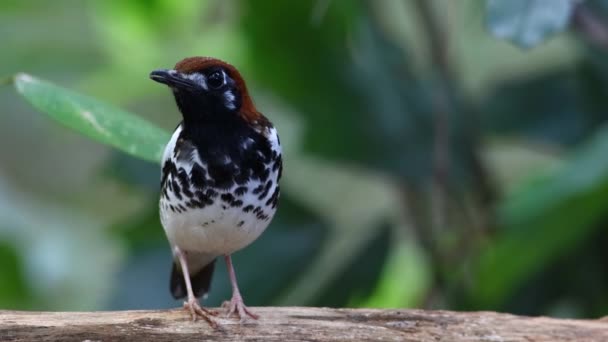 Imagens Vida Selvagem Pássaro Tordo Coberto Castanha Empoleirado Uma Árvore — Vídeo de Stock