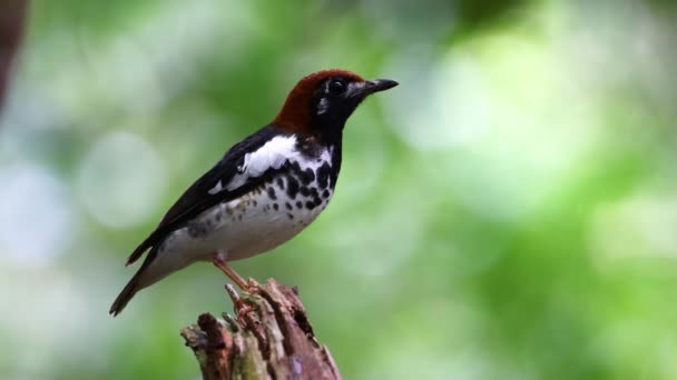 4K野生動物映像の鳥の胸帽緑の背景がぼやけた木に包まれたスラッシュ — ストック動画