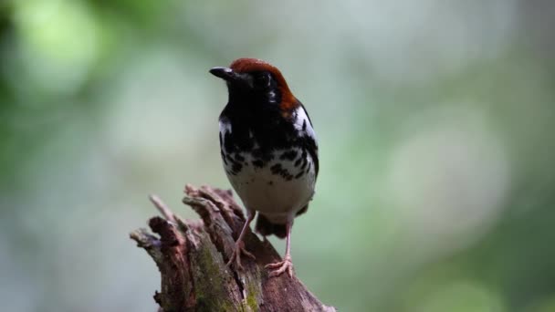 Wildlife Footage Bird Chestnut Capped Thrush Perched Tree Blur Green — Stock Video