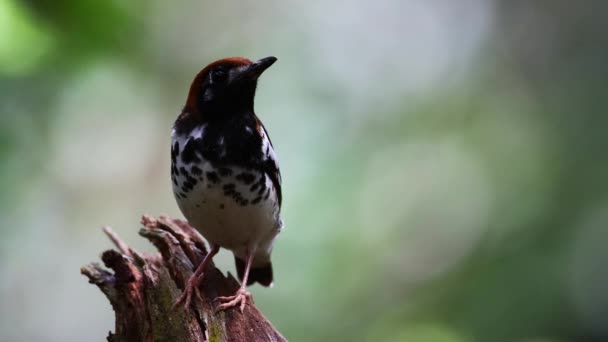Materiał Filmowy Dzikiej Przyrodzie Ptaka Pleśniak Czapką Kasztanem Siedzący Drzewie — Wideo stockowe