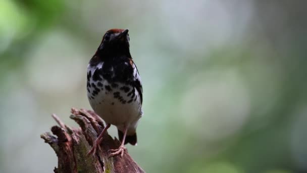Imágenes Vida Silvestre Pájaro Zorzal Con Capucha Castaño Posado Árbol — Vídeos de Stock