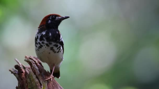 Kestane Kaplamalı Kuşun Vahşi Yaşam Görüntüleri Bulanık Yeşil Arka Planlı — Stok video