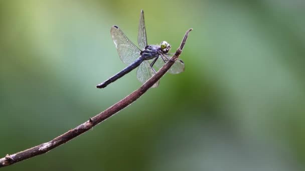 Nature Footage Dragonfly Standing Branch — Stock Video