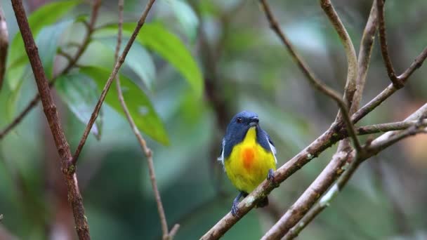 Nature Filmación Pájaro Las Flores Prionochilus Xanthopygius Endémica Borneo — Vídeo de stock