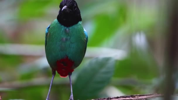 Nature Filmagem Vida Selvagem Bornéu Com Capuz Pitta Pitta Sordida — Vídeo de Stock