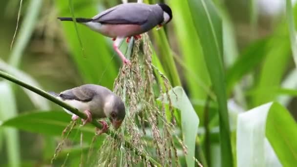 Nature Wildlife Footage Beautiful Bird Java Sparrow Lonchura Oryzivora Sabah — Stock Video