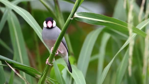 Nature Images Animalières Magnifique Passereau Java Lonchura Oryzivora Sabah Malaisie — Video