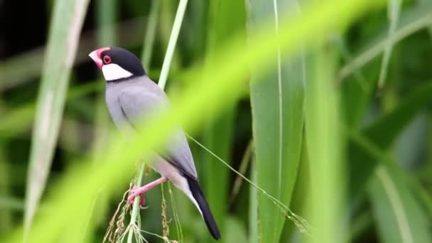 Nature Wildlife Footage Beautiful Bird Java Sparrow Lonchura Oryzivora Sabah — Stock Video