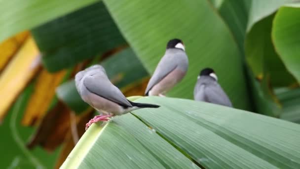 Natura Wildlife Imagini Pasăre Frumoasă Java Vrabie Lonchura Oryzivora Sabah — Videoclip de stoc
