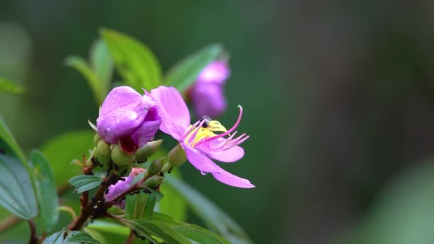 Beelden Van Natuur Groen Regenwoud Jungle Van Sabah Borneo — Stockvideo