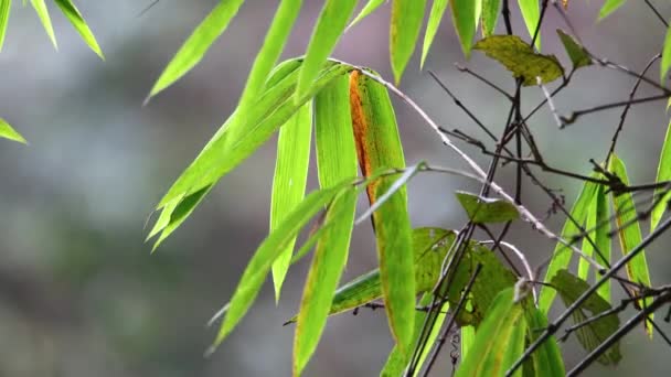Beelden Van Natuur Groen Regenwoud Jungle Van Sabah Borneo — Stockvideo