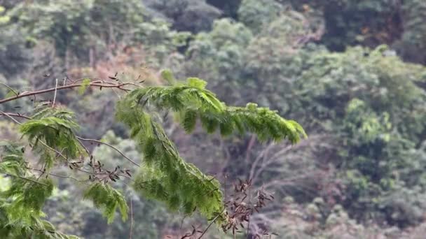 Filmagem Selva Verde Natureza Sabah Bornéu — Vídeo de Stock